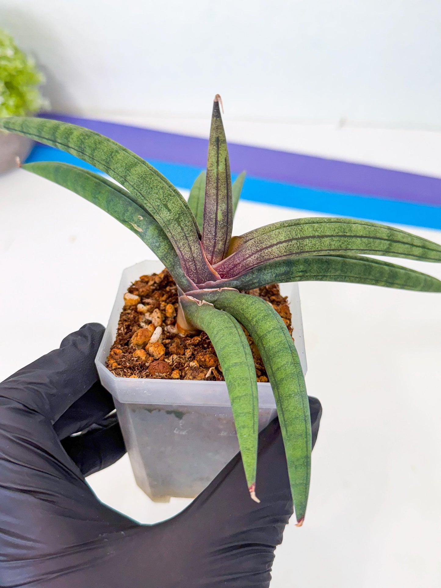 Sansevieria Terung Muda (y) | Rare Import