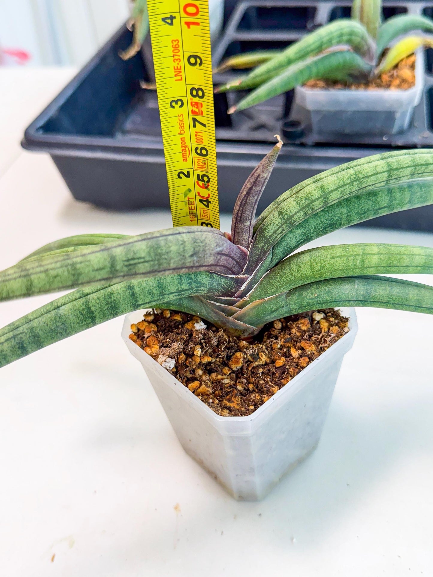 Sansevieria Terung Muda (g) | Rare Import