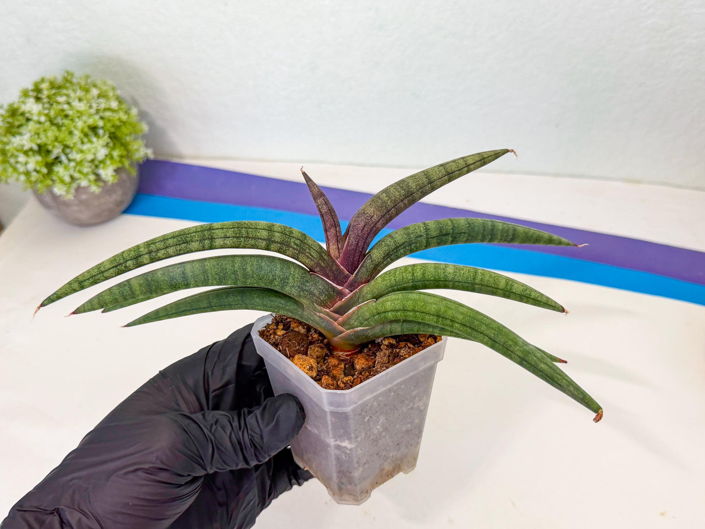 Sansevieria Terung Muda (g) | Rare Import