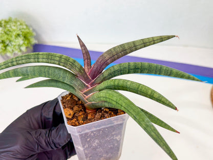 Sansevieria Terung Muda (g) | Rare Import