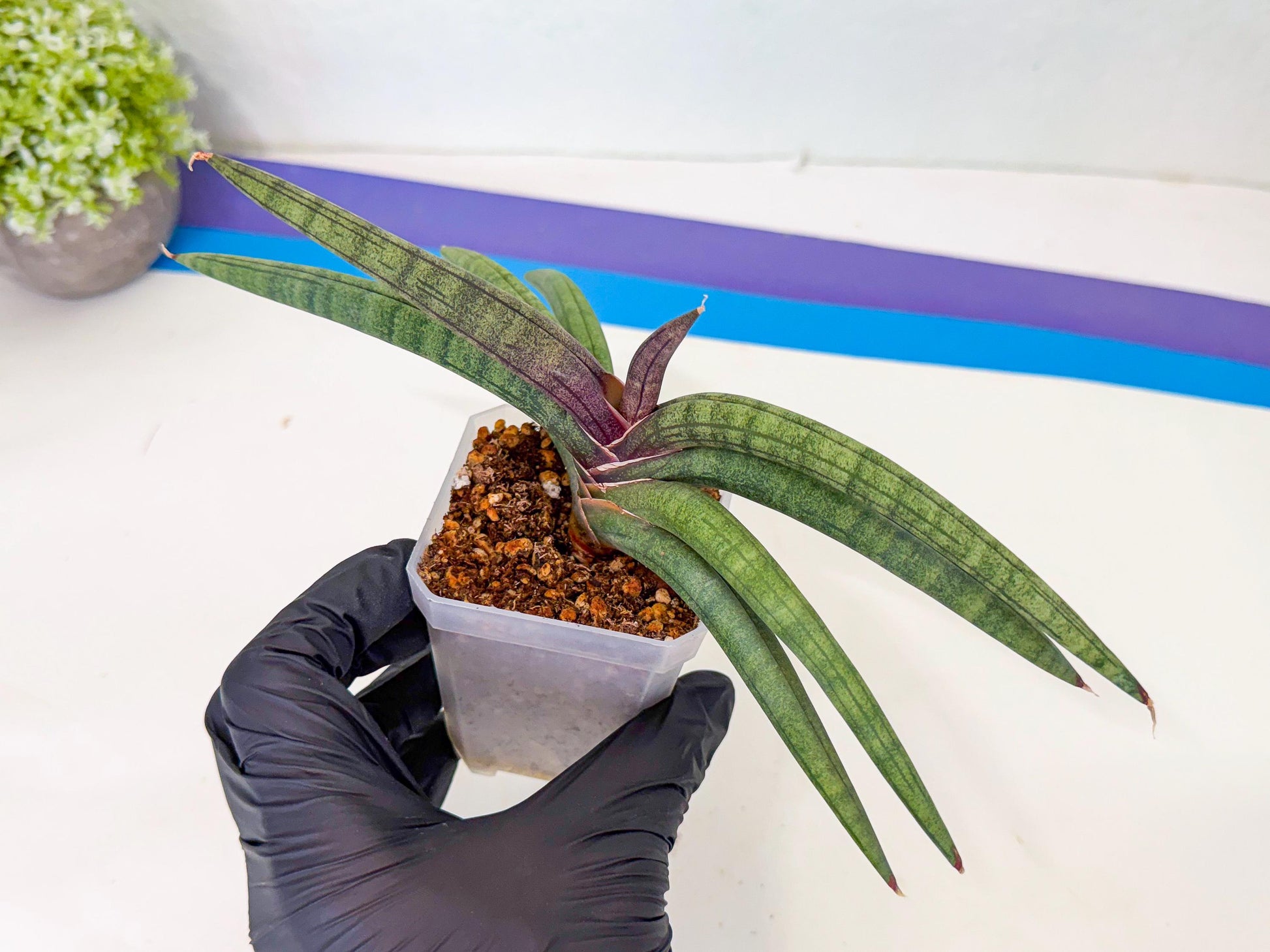 Sansevieria Terung Muda (g) | Rare Import