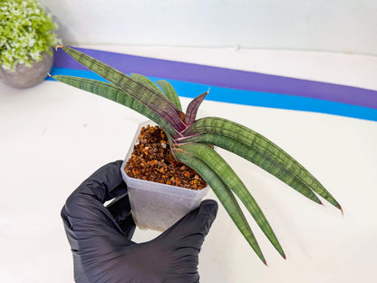Sansevieria Terung Muda (g) | Rare Import