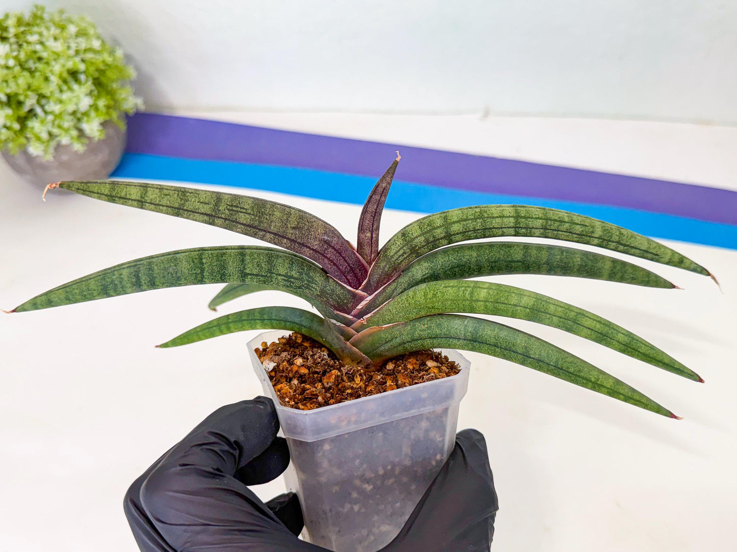 Sansevieria Terung Muda (g) | Rare Import