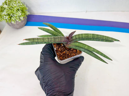 Sansevieria Terung Muda (g) | Rare Import