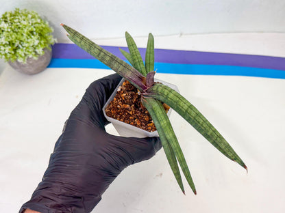 Sansevieria Terung Muda (g) | Rare Import