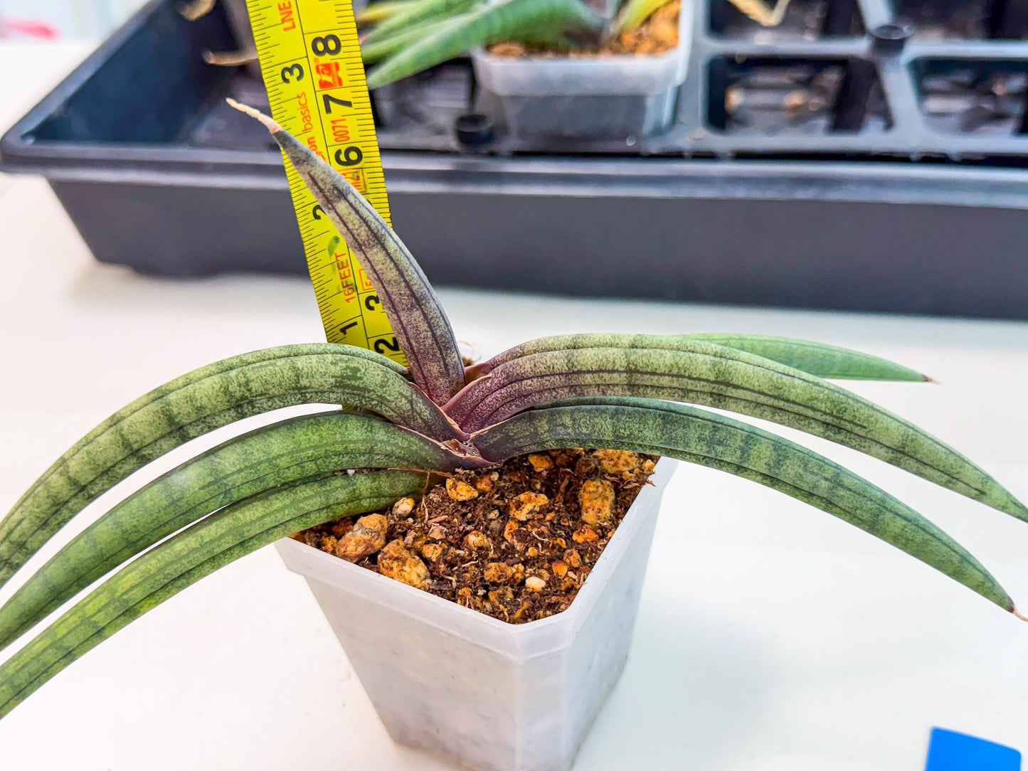 Sansevieria Terung Muda (b) | Rare Import