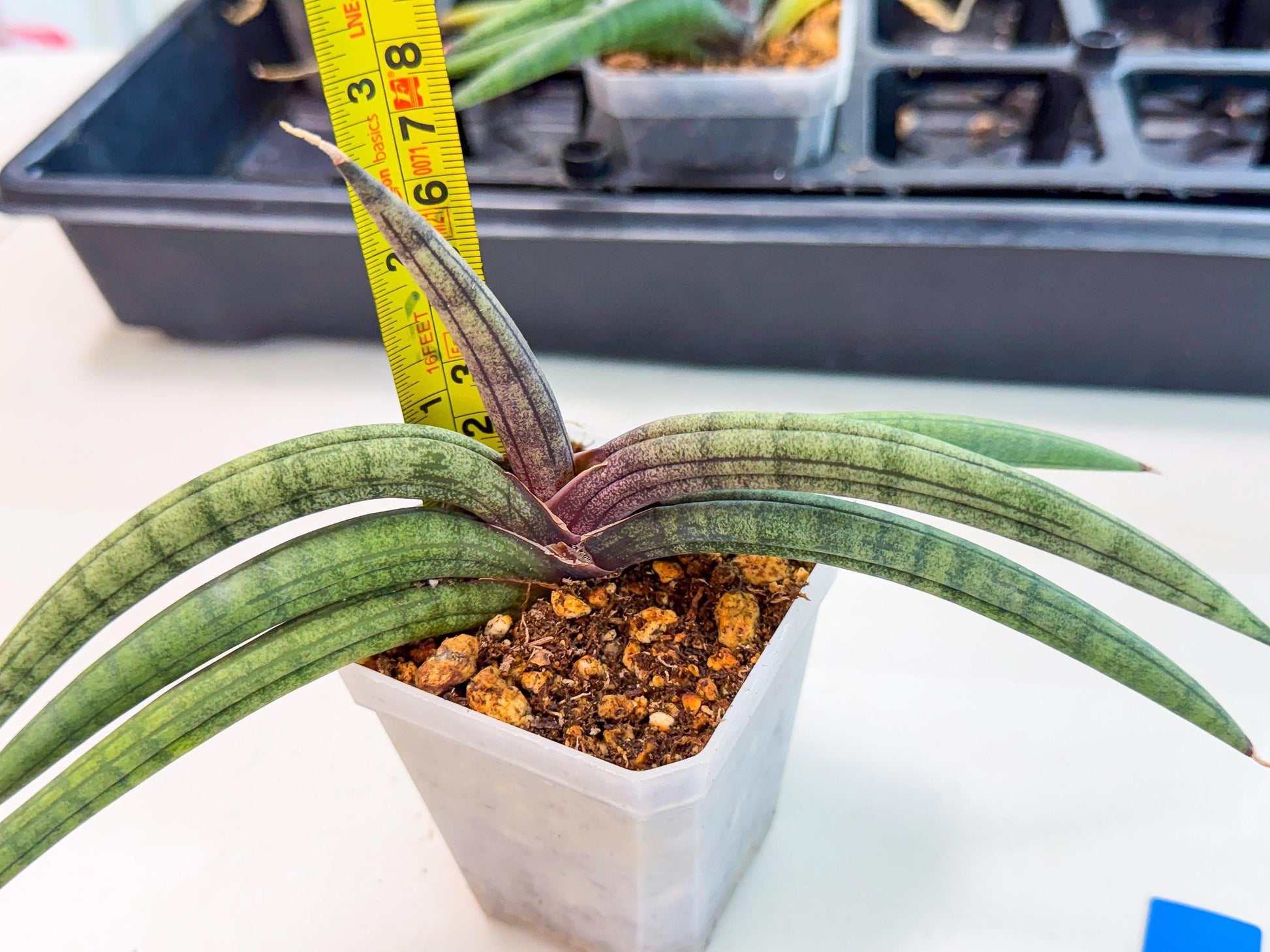 Sansevieria Terung Muda (b) | Rare Import