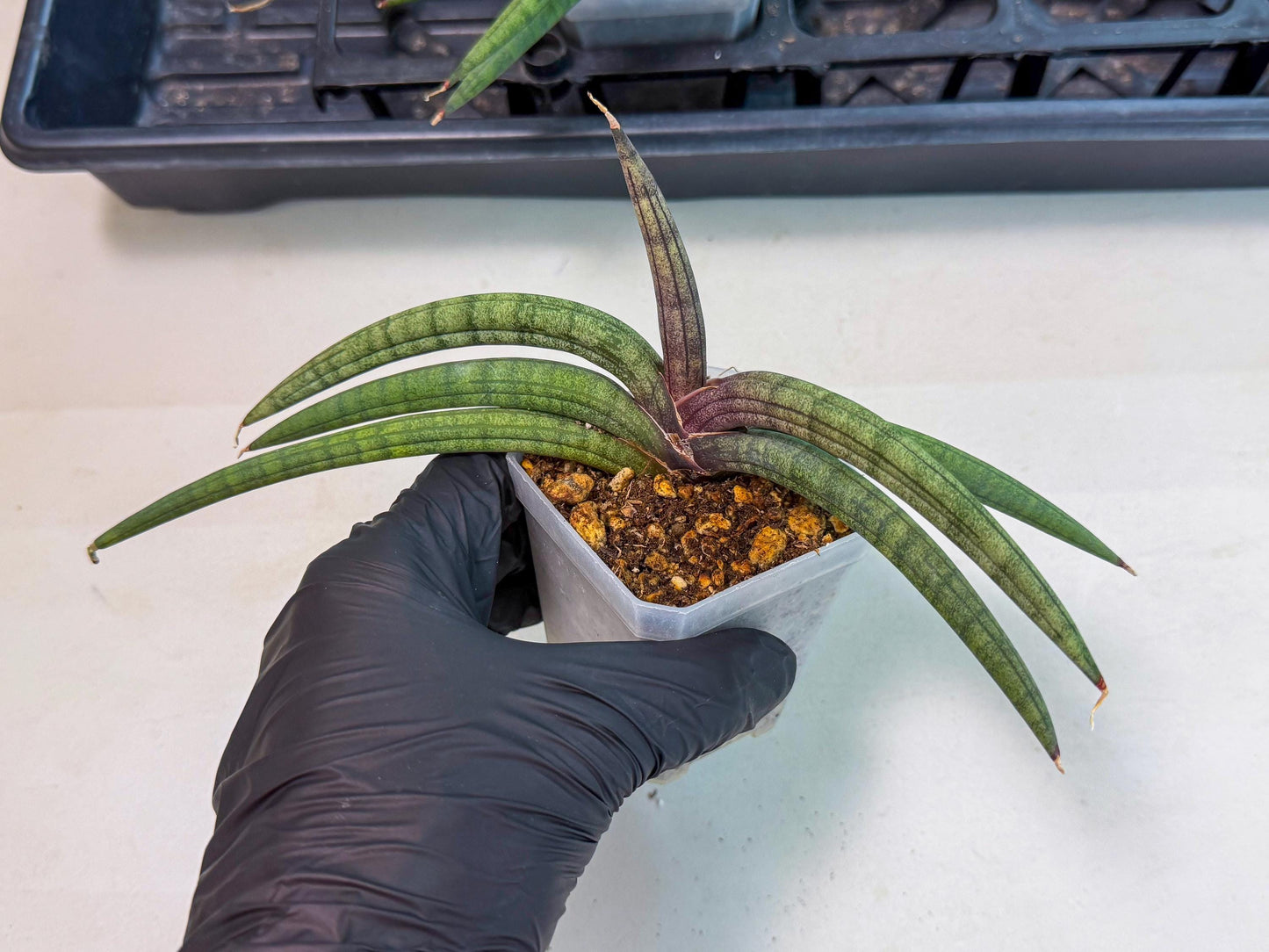 Sansevieria Terung Muda (b) | Rare Import