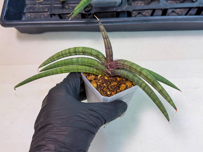 Sansevieria Terung Muda (b) | Rare Import