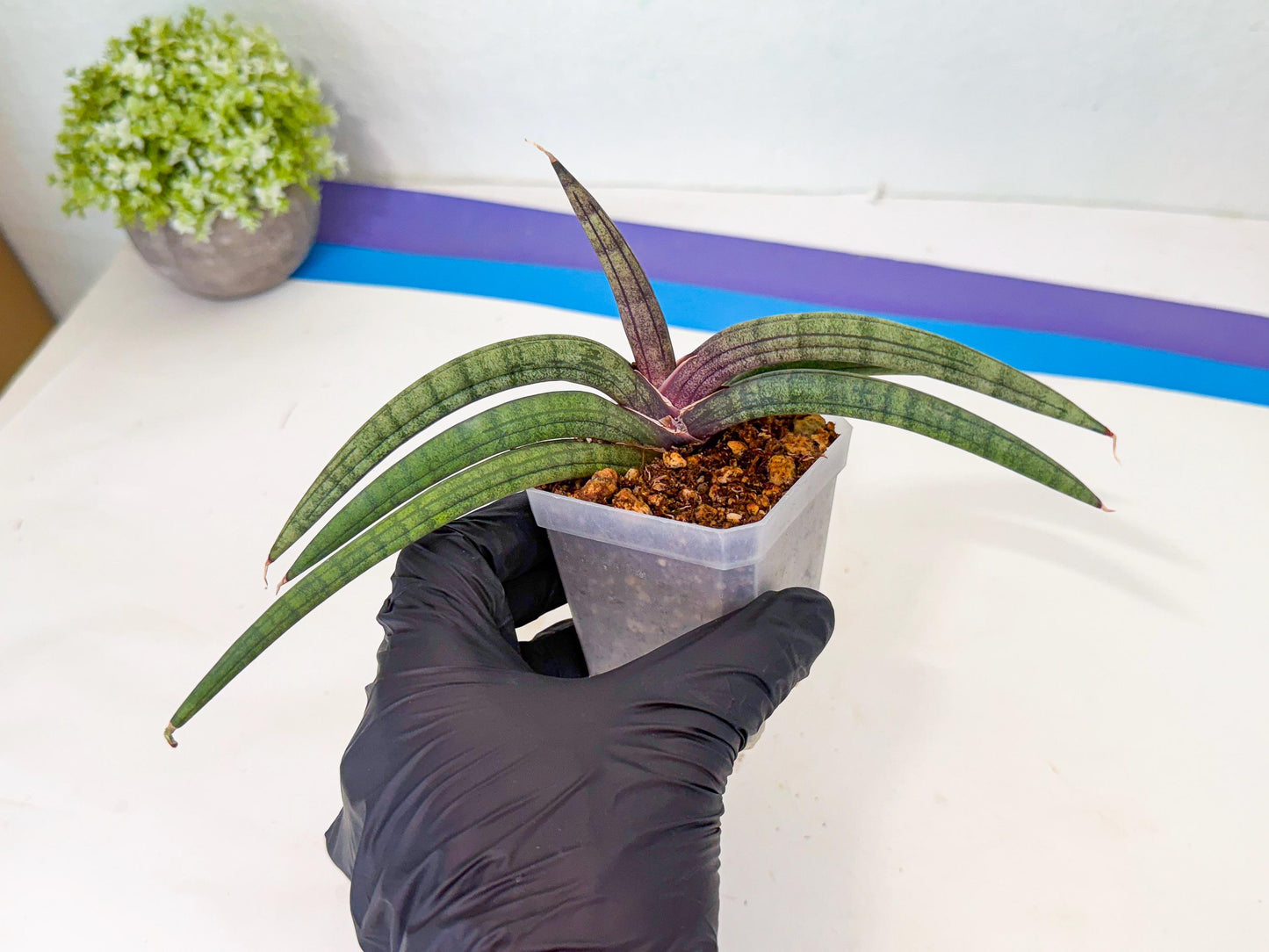 Sansevieria Terung Muda (b) | Rare Import