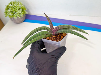 Sansevieria Terung Muda (b) | Rare Import