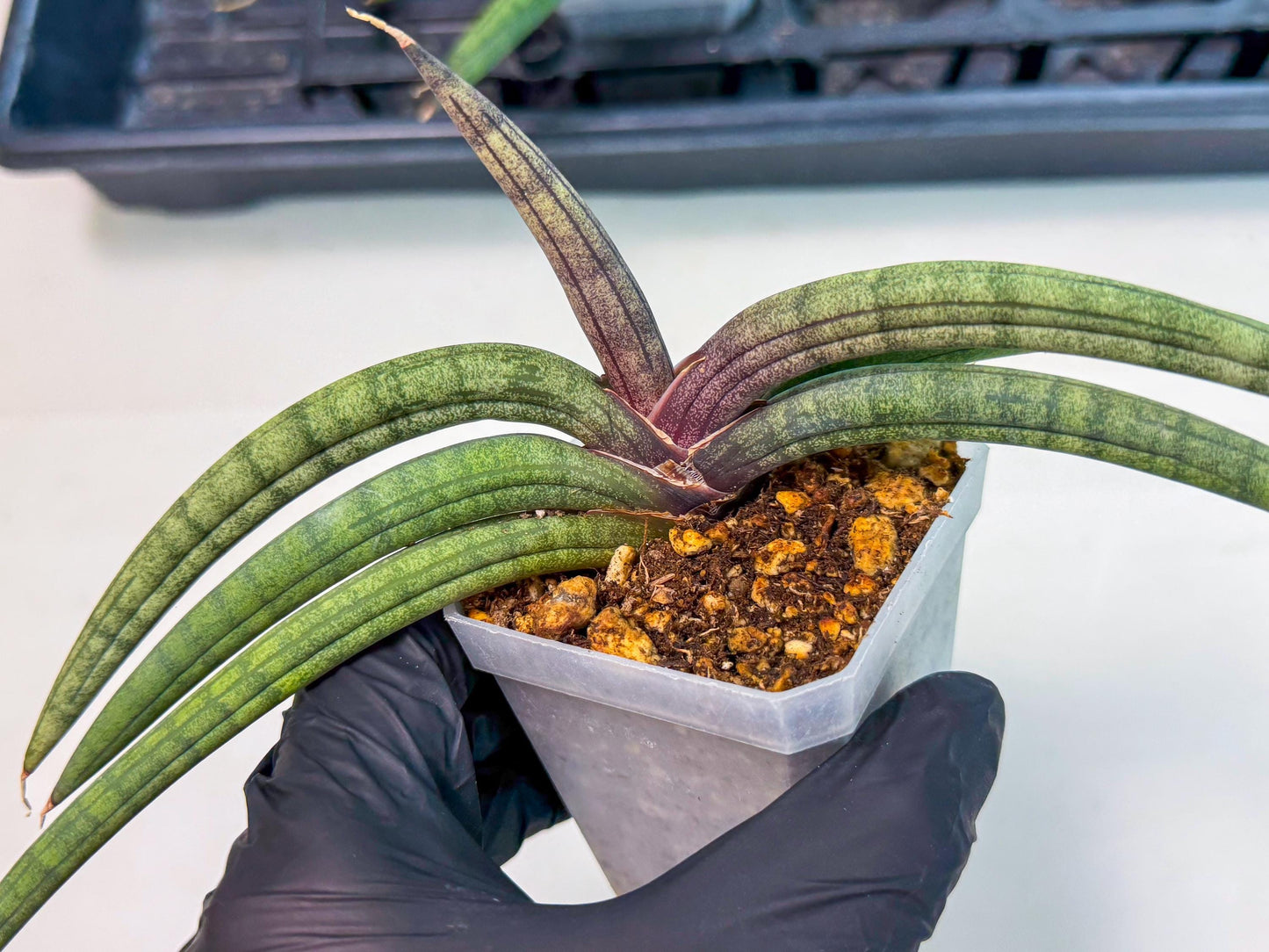 Sansevieria Terung Muda (b) | Rare Import