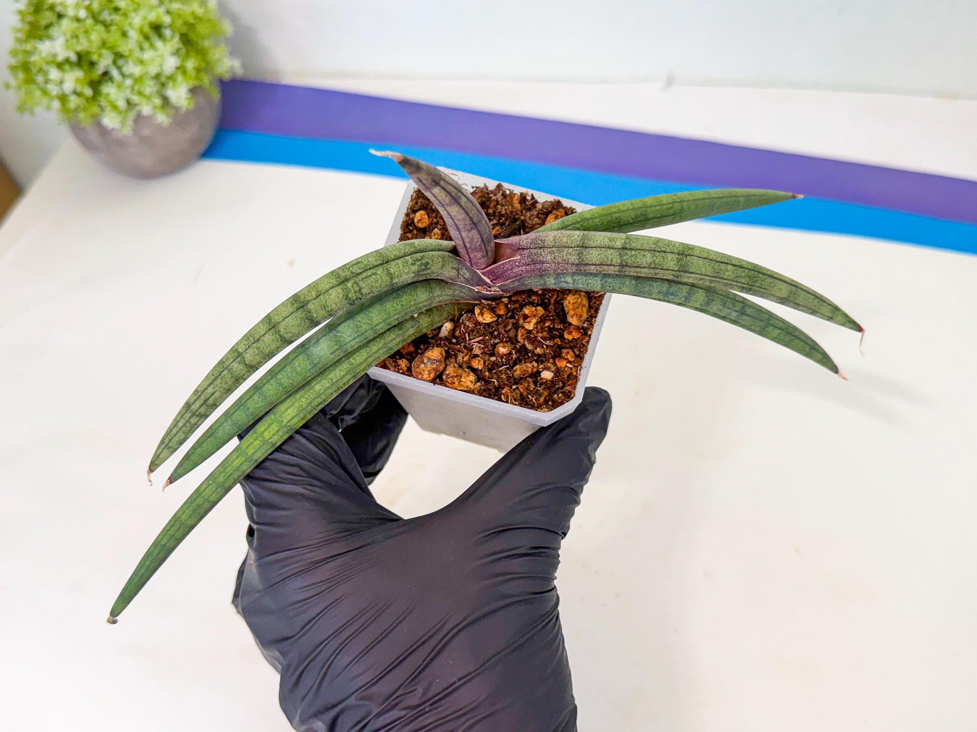 Sansevieria Terung Muda (b) | Rare Import