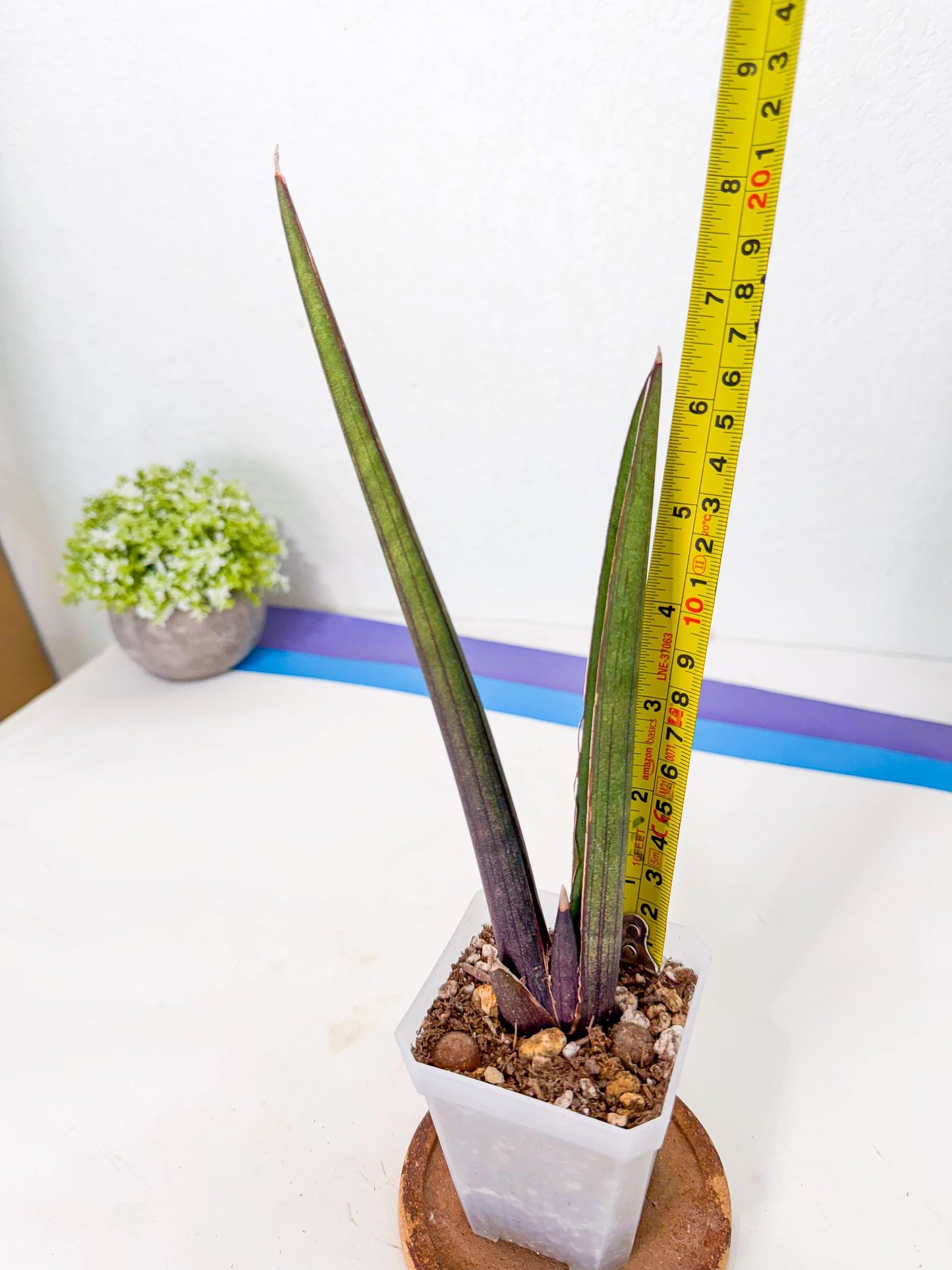 Sansevieria Pink Cell (p) | Color changes seasonally