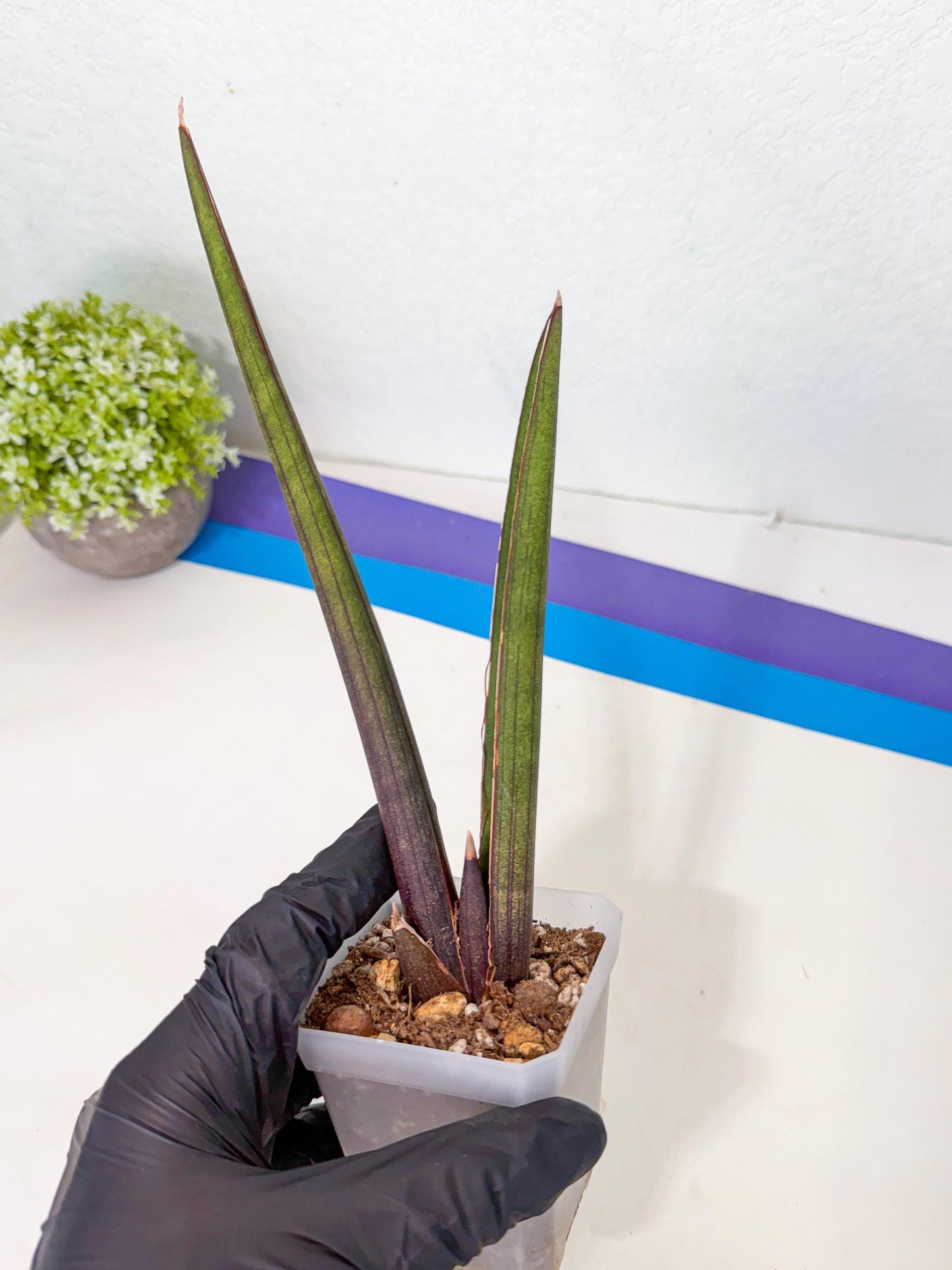 Sansevieria Pink Cell (p) | Color changes seasonally