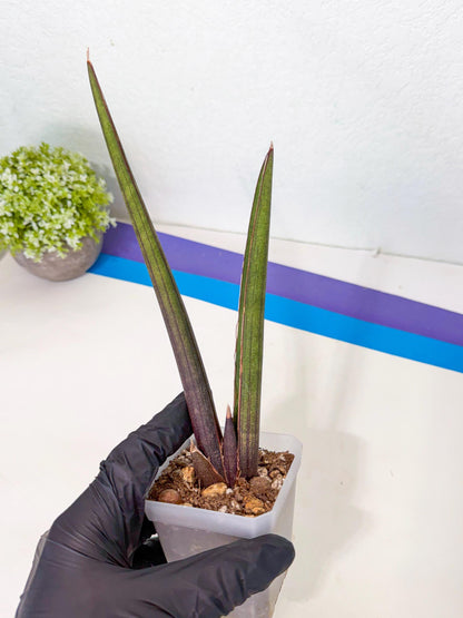 Sansevieria Pink Cell (p) | Color changes seasonally
