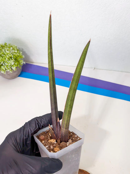 Sansevieria Pink Cell (p) | Color changes seasonally