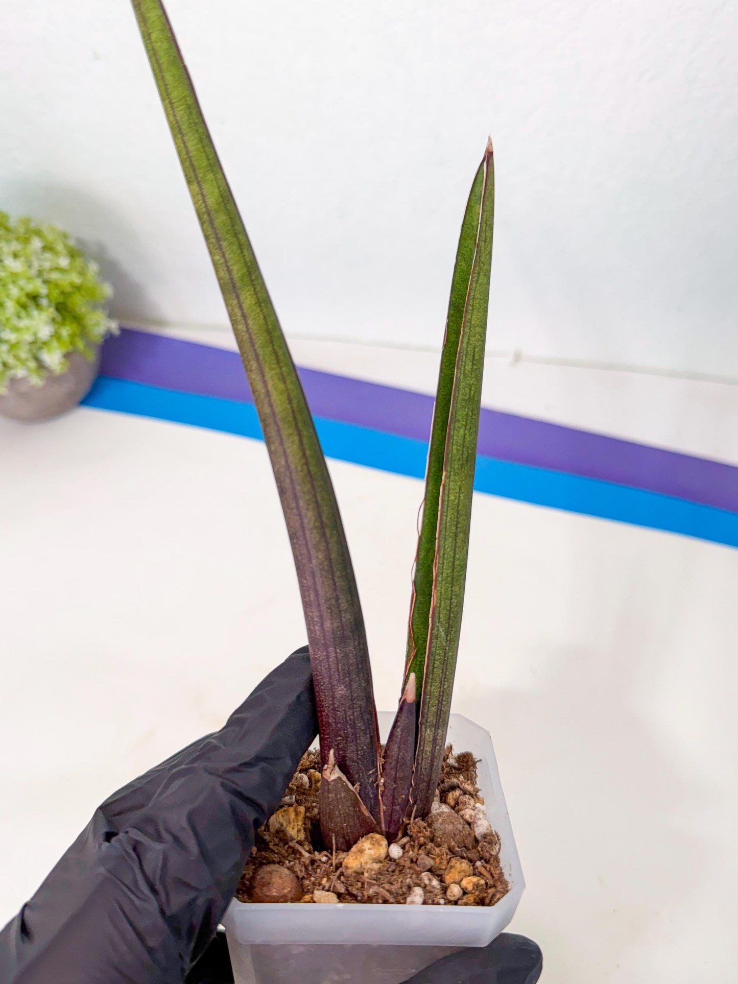 Sansevieria Pink Cell (p) | Color changes seasonally
