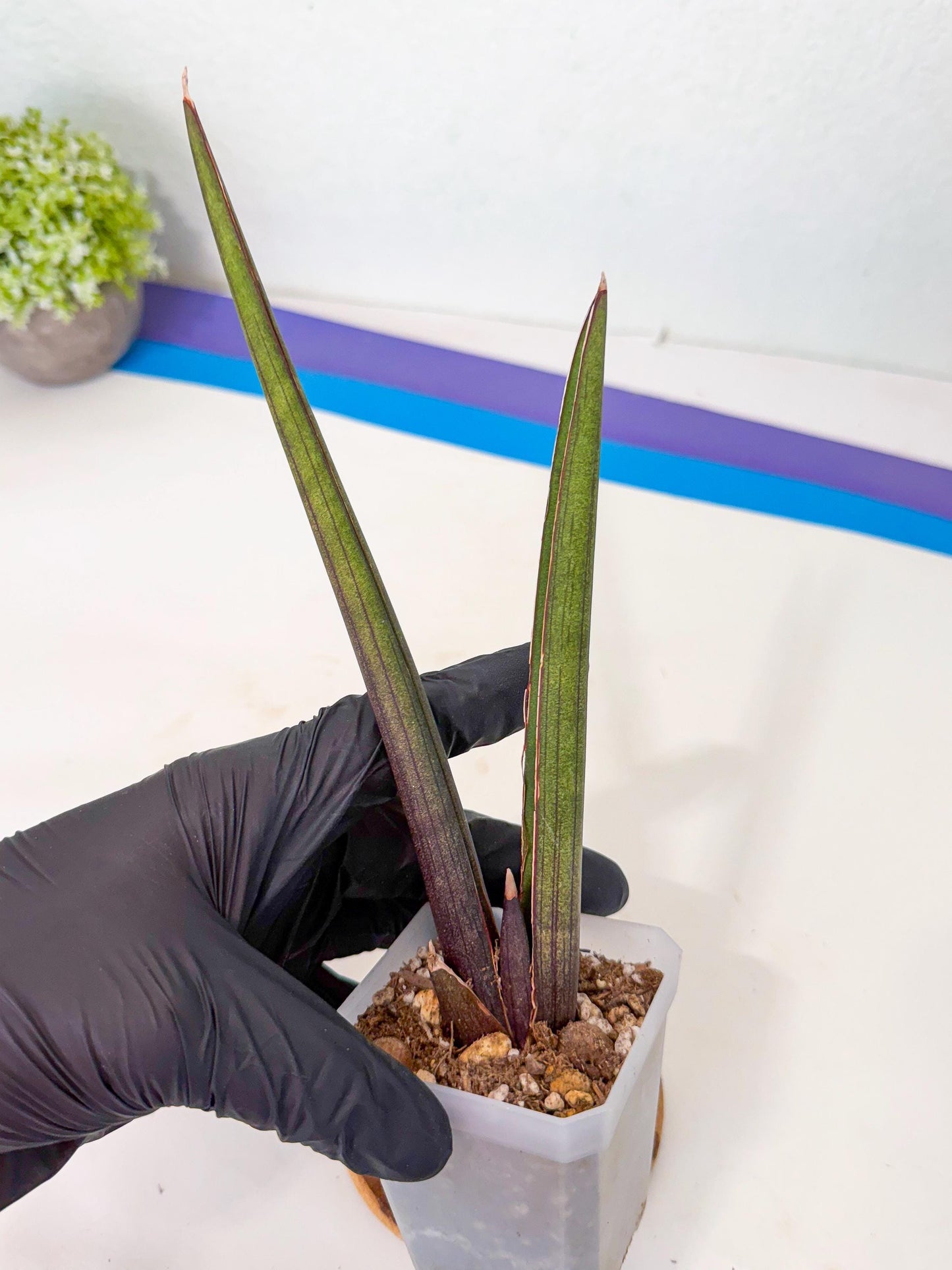 Sansevieria Pink Cell (p) | Color changes seasonally
