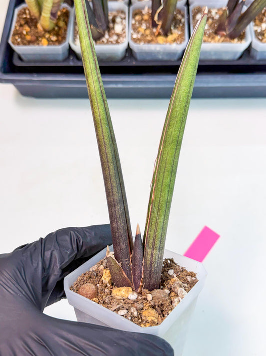 Sansevieria Pink Cell (p) | Color changes seasonally