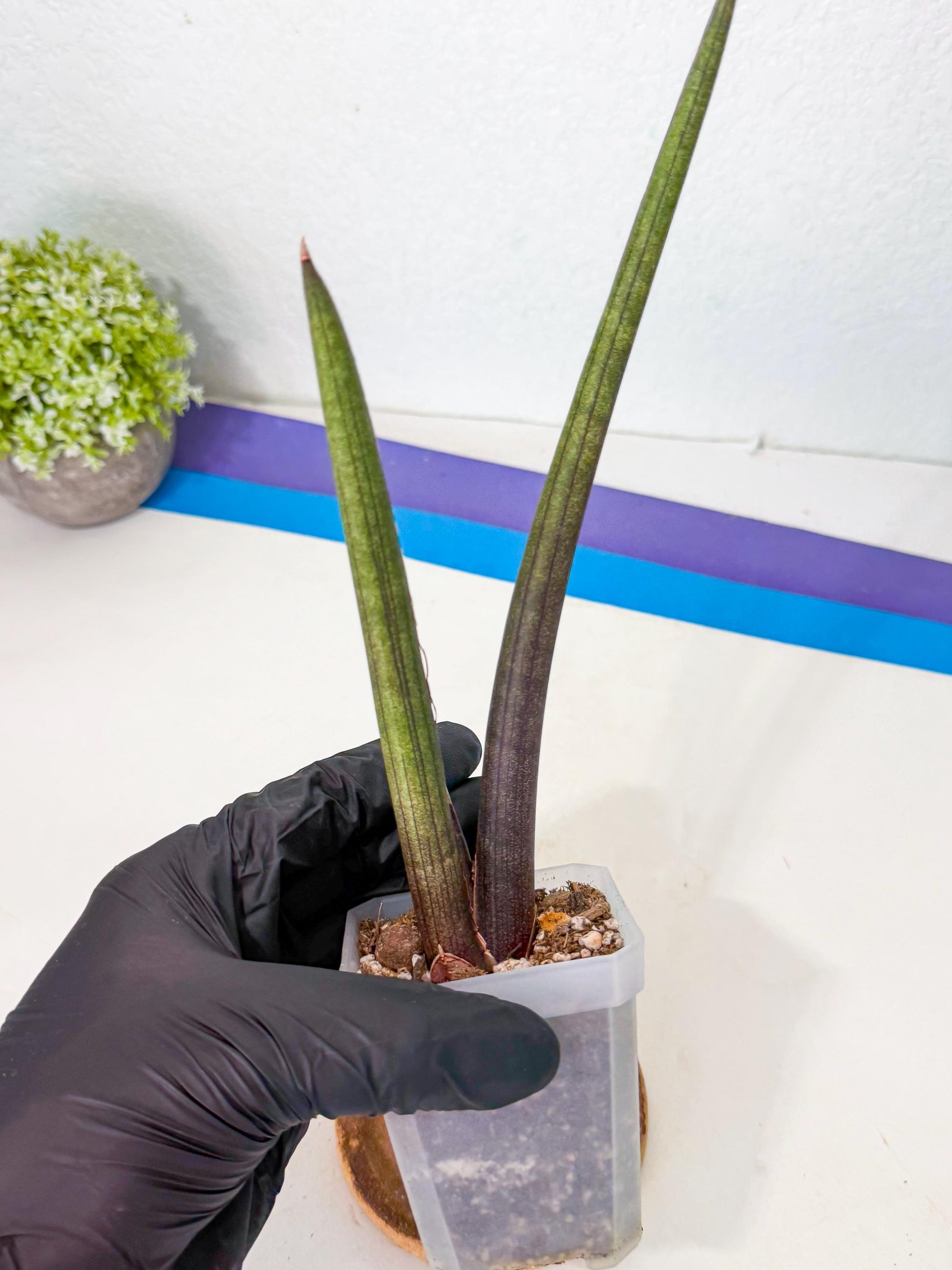 Sansevieria Pink Cell (p) | Color changes seasonally