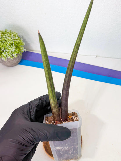 Sansevieria Pink Cell (p) | Color changes seasonally