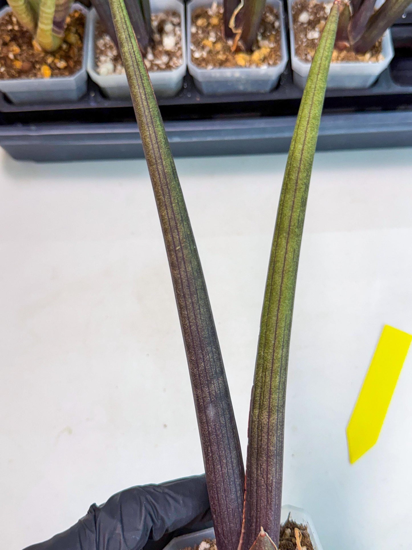 Sansevieria Pink Cell (y) | Color changes seasonally