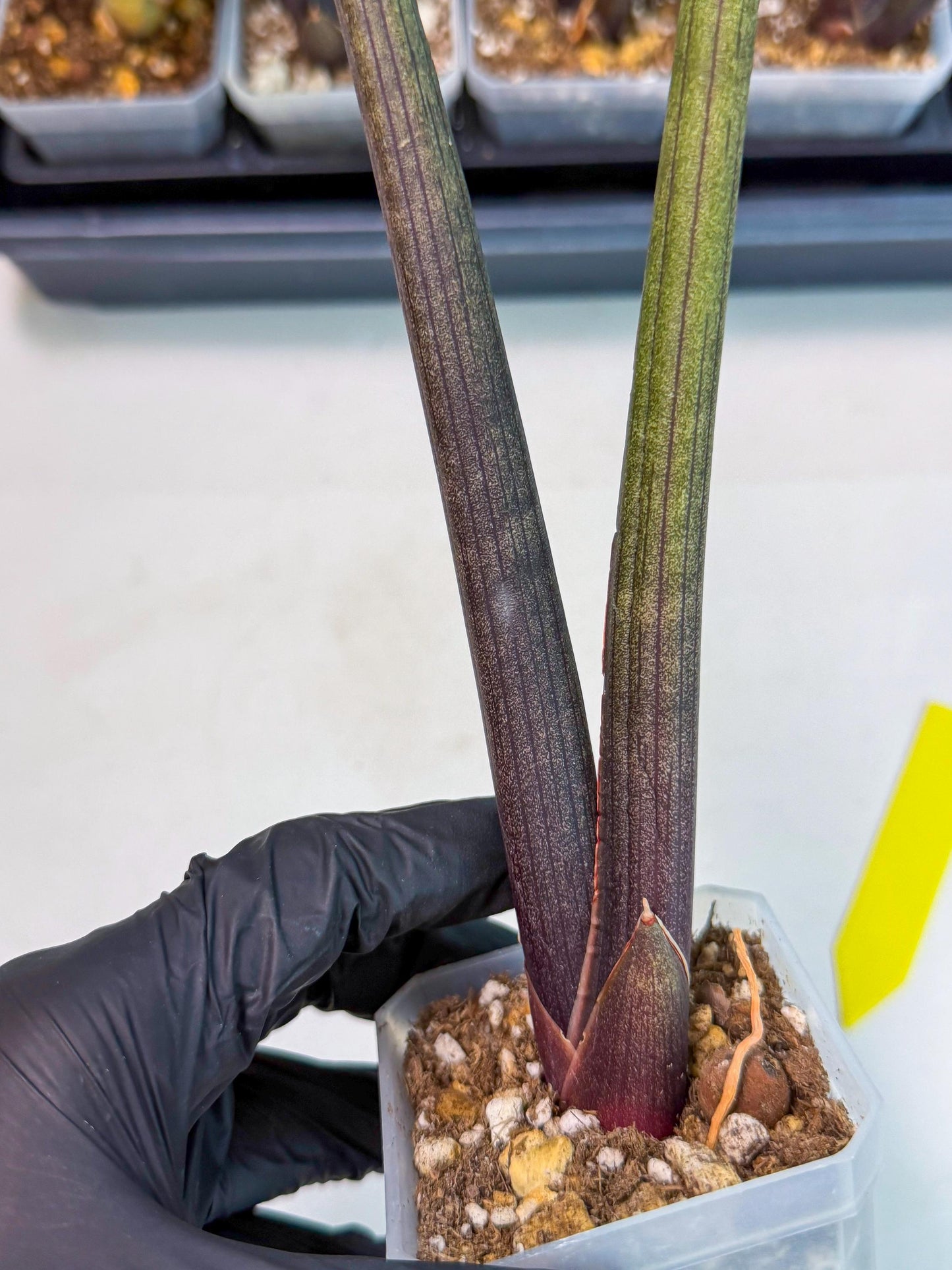 Sansevieria Pink Cell (y) | Color changes seasonally