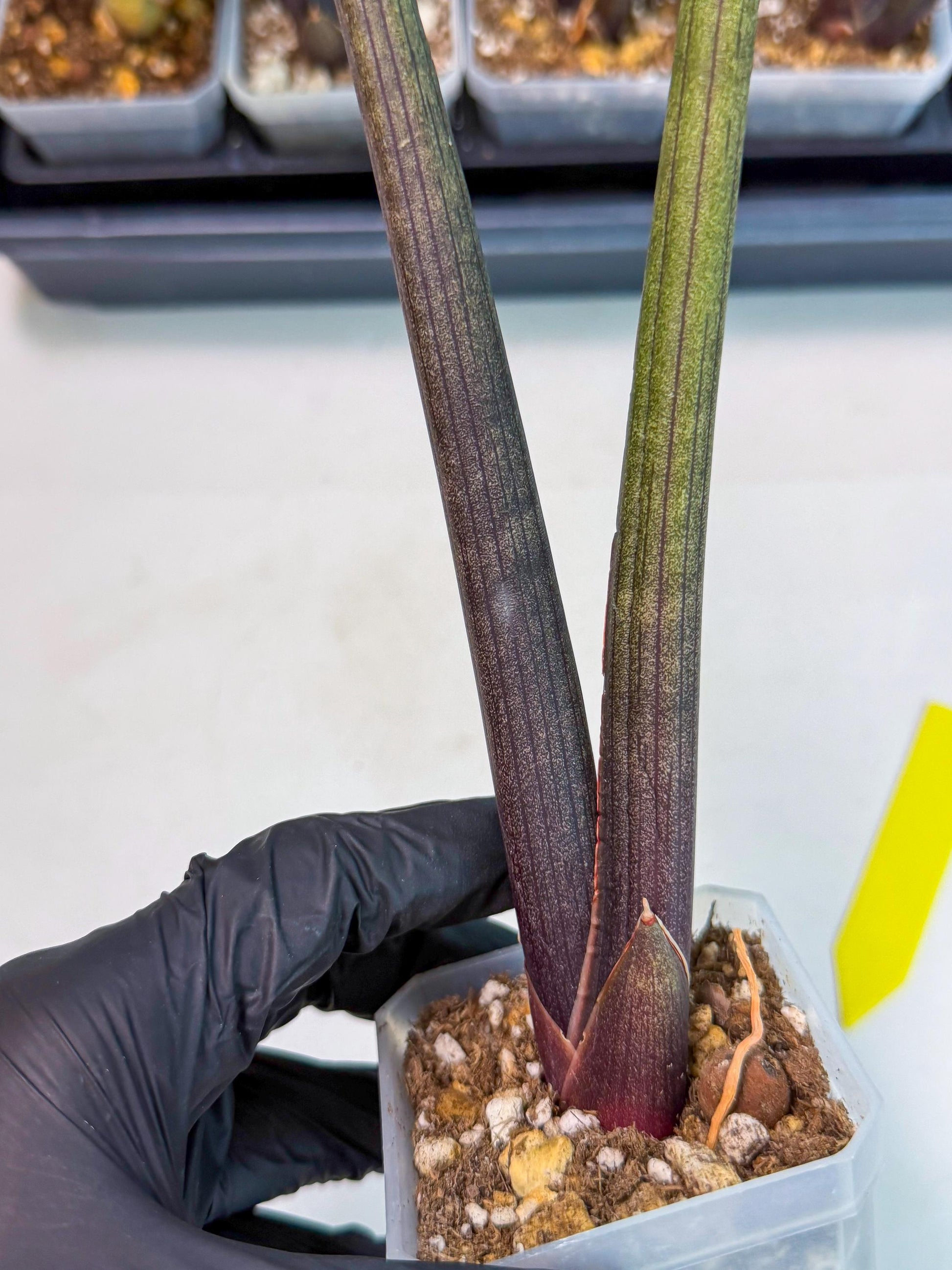Sansevieria Pink Cell (y) | Color changes seasonally