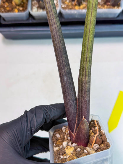 Sansevieria Pink Cell (y) | Color changes seasonally