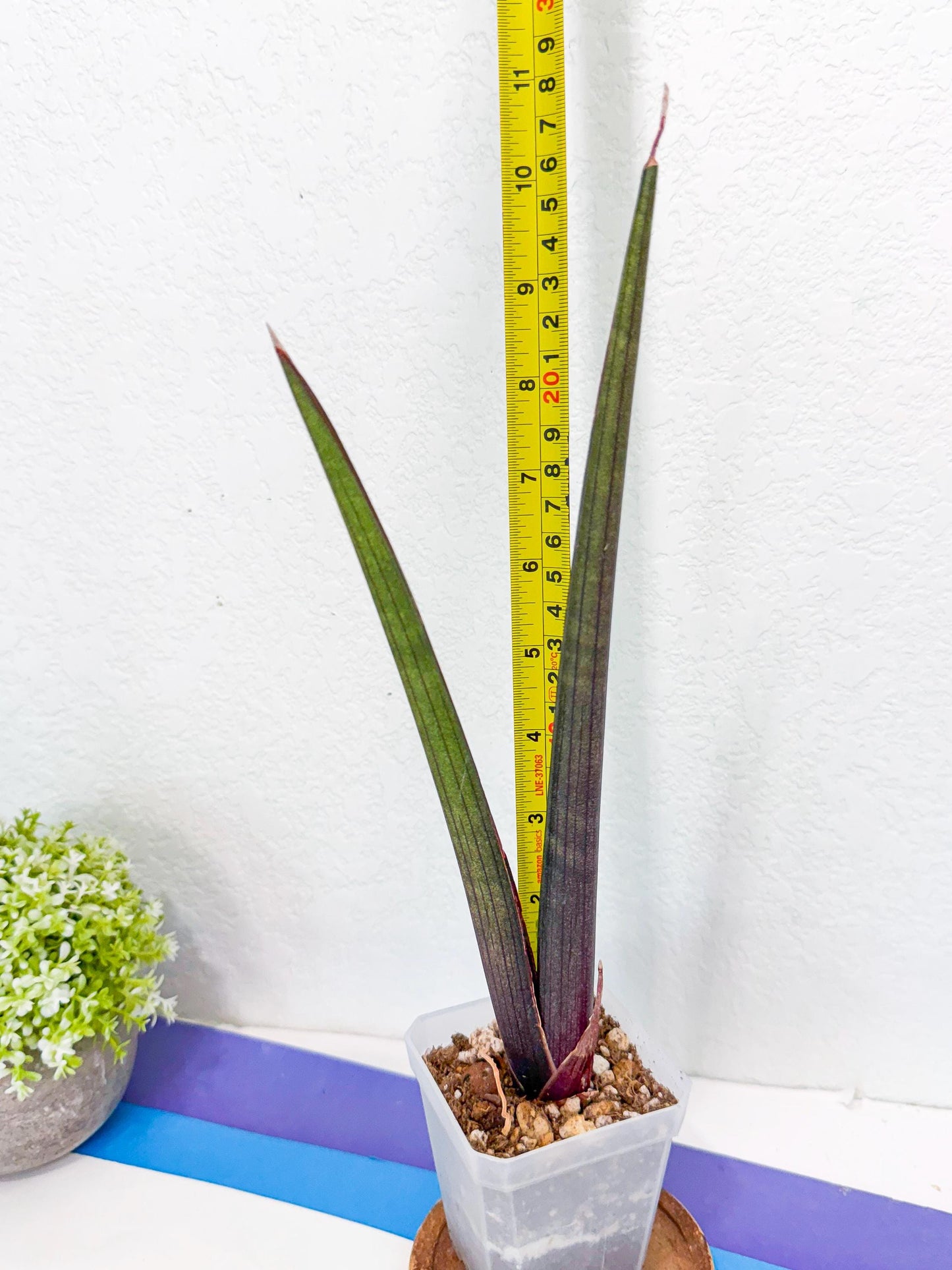 Sansevieria Pink Cell (y) | Color changes seasonally
