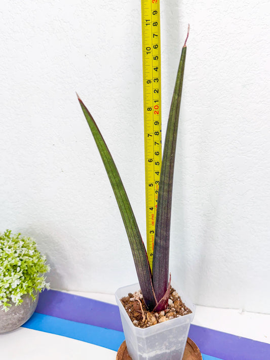 Sansevieria Pink Cell (y) | Color changes seasonally