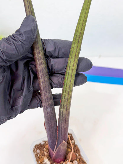 Sansevieria Pink Cell (y) | Color changes seasonally