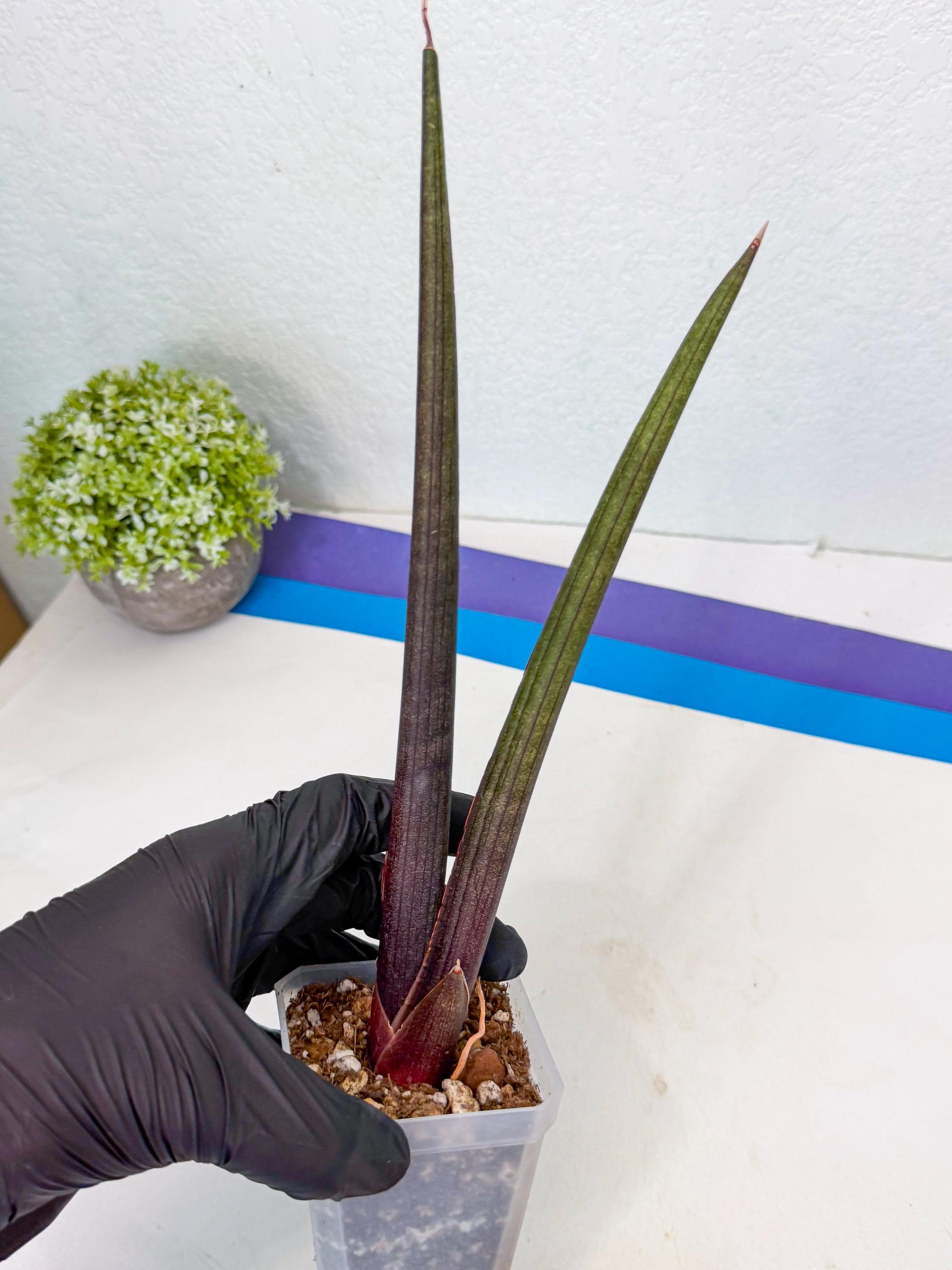 Sansevieria Pink Cell (y) | Color changes seasonally