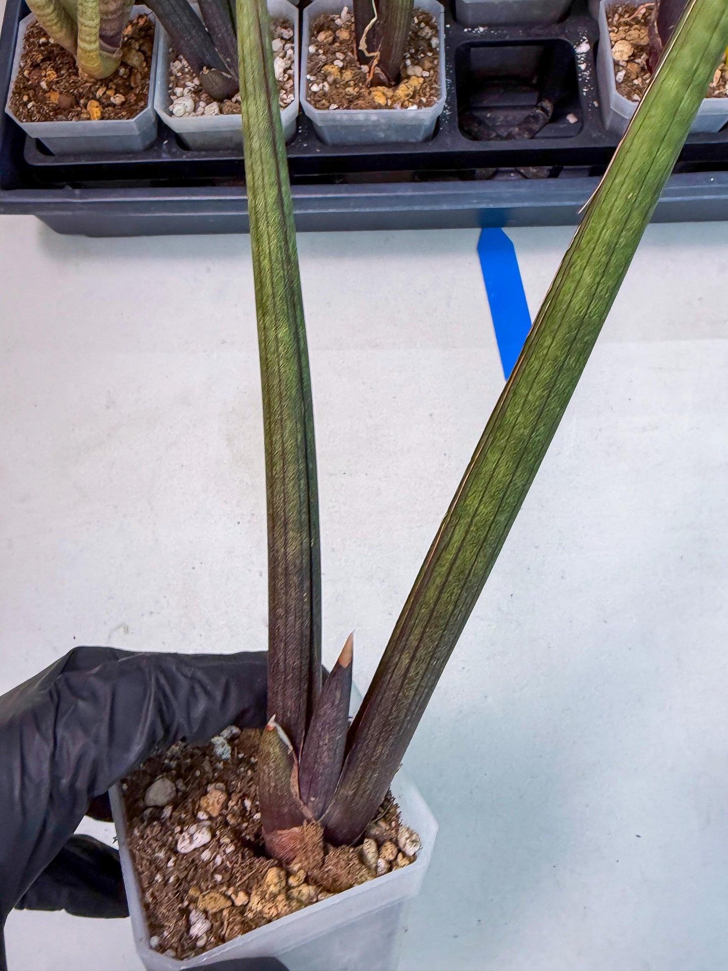Sansevieria Pink Cell (b) | Color changes seasonally