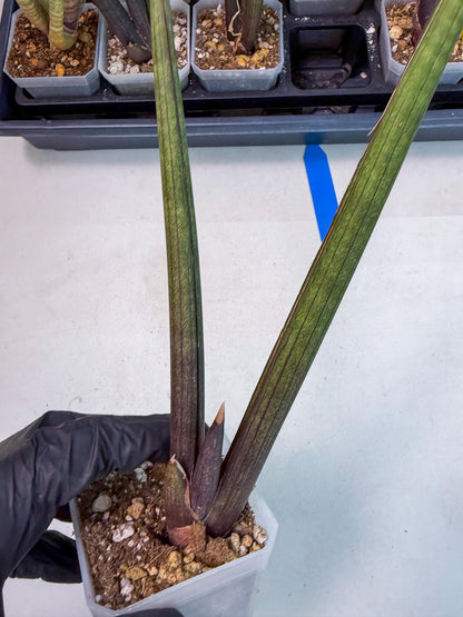 Sansevieria Pink Cell (b) | Color changes seasonally