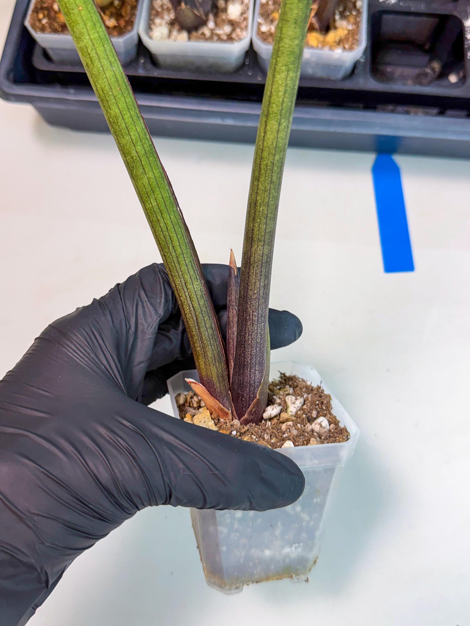 Sansevieria Pink Cell (b) | Color changes seasonally
