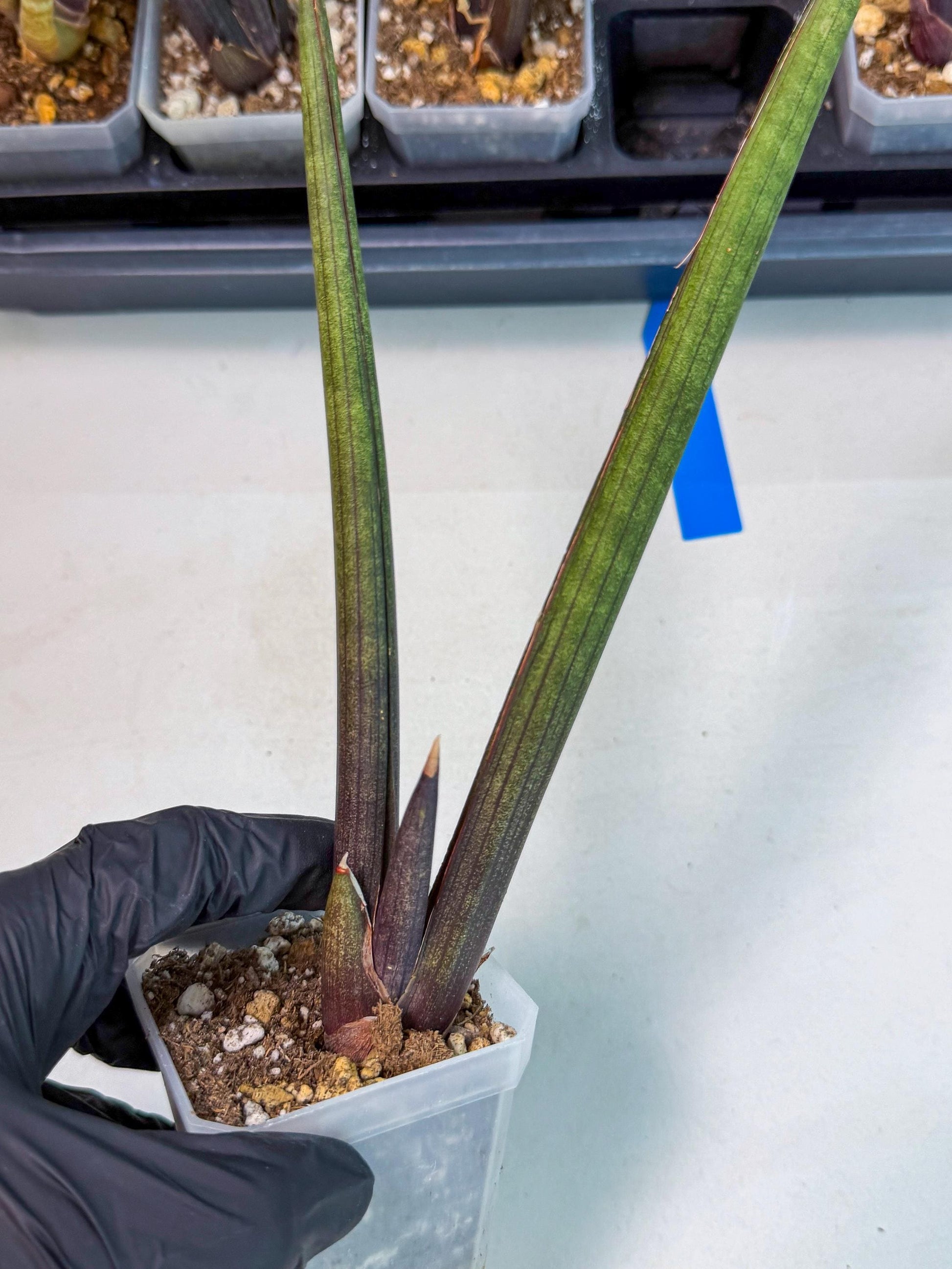 Sansevieria Pink Cell (b) | Color changes seasonally