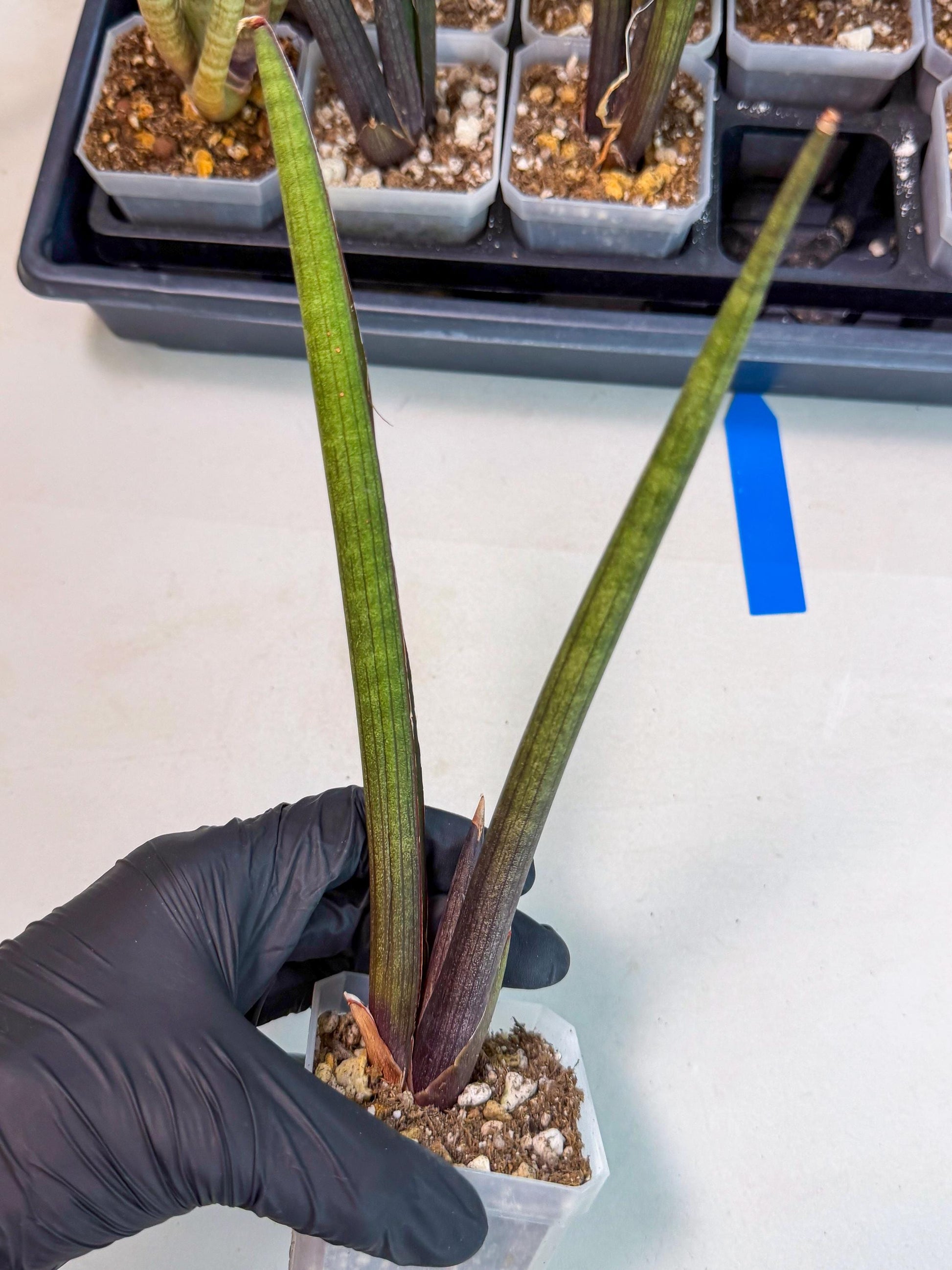 Sansevieria Pink Cell (b) | Color changes seasonally