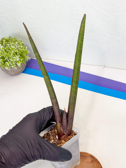 Sansevieria Pink Cell (b) | Color changes seasonally