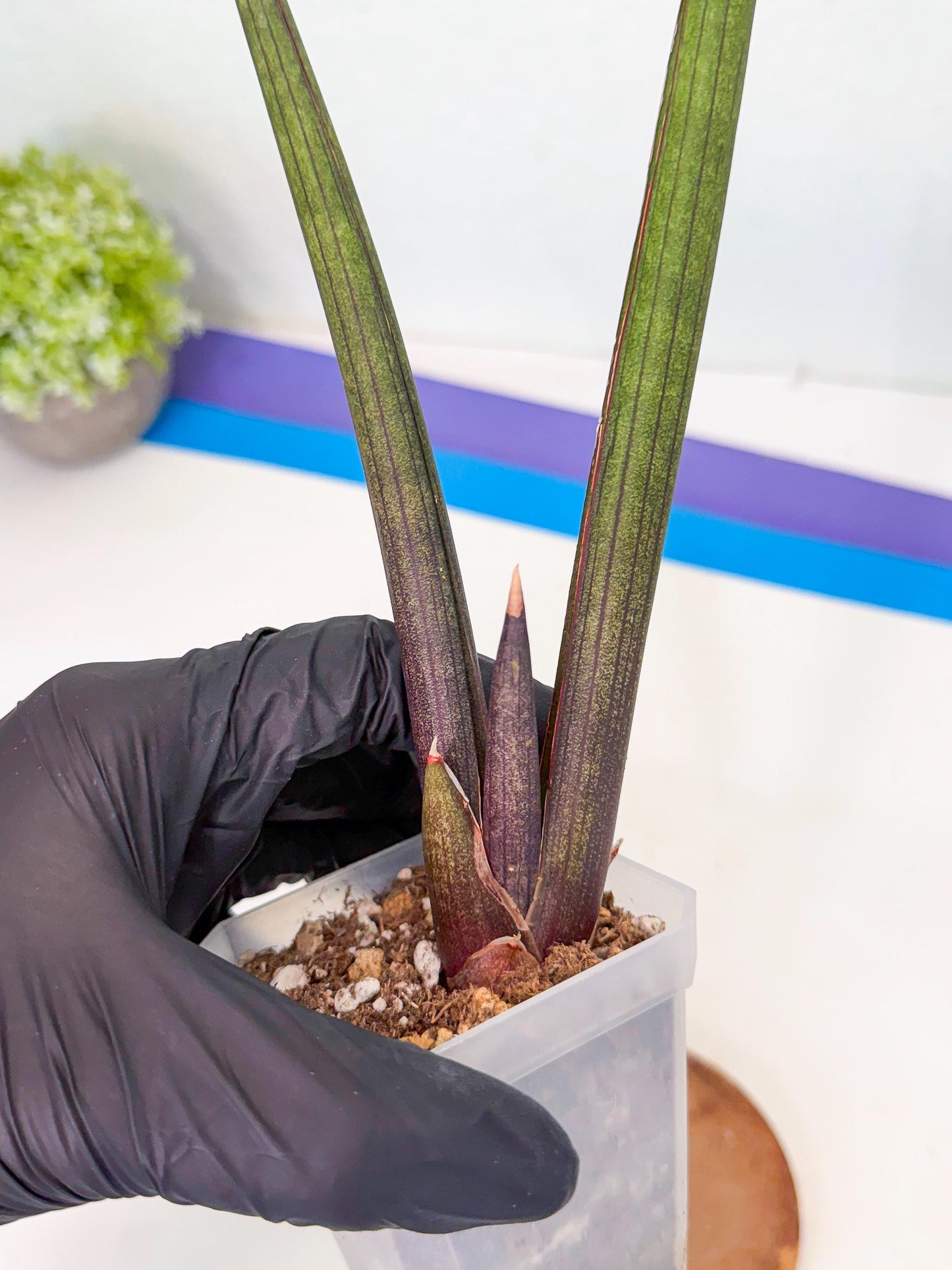 Sansevieria Pink Cell (b) | Color changes seasonally