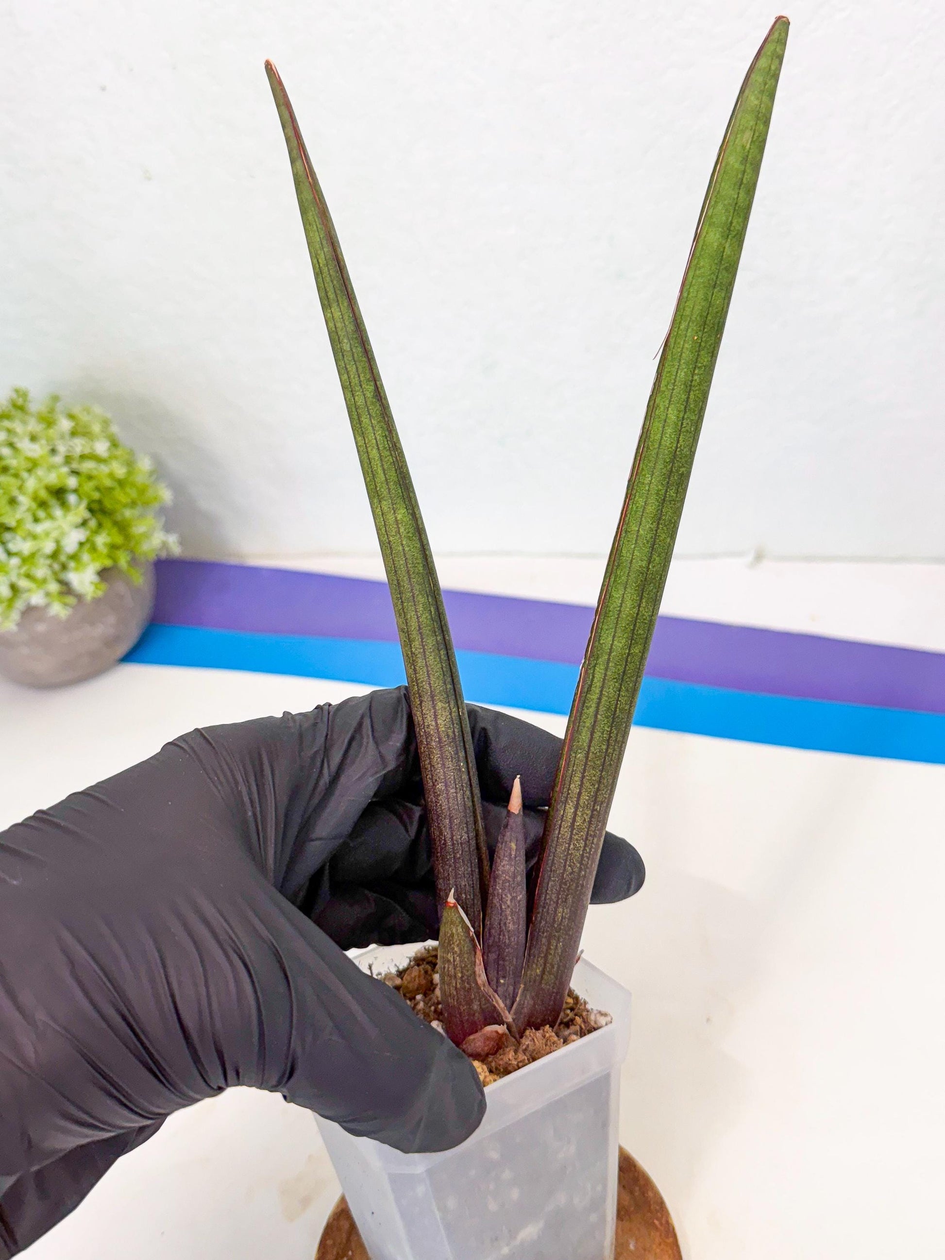 Sansevieria Pink Cell (b) | Color changes seasonally