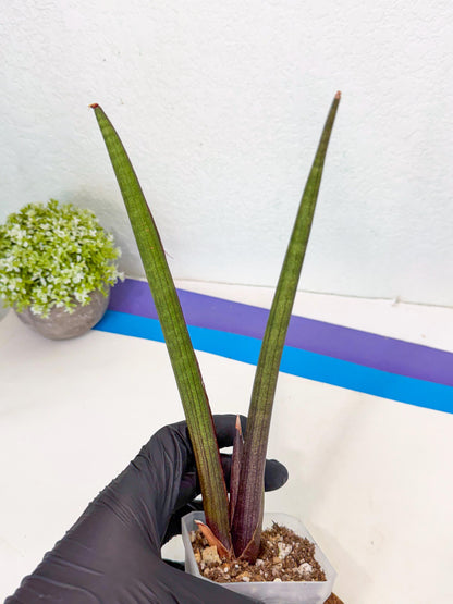 Sansevieria Pink Cell (b) | Color changes seasonally