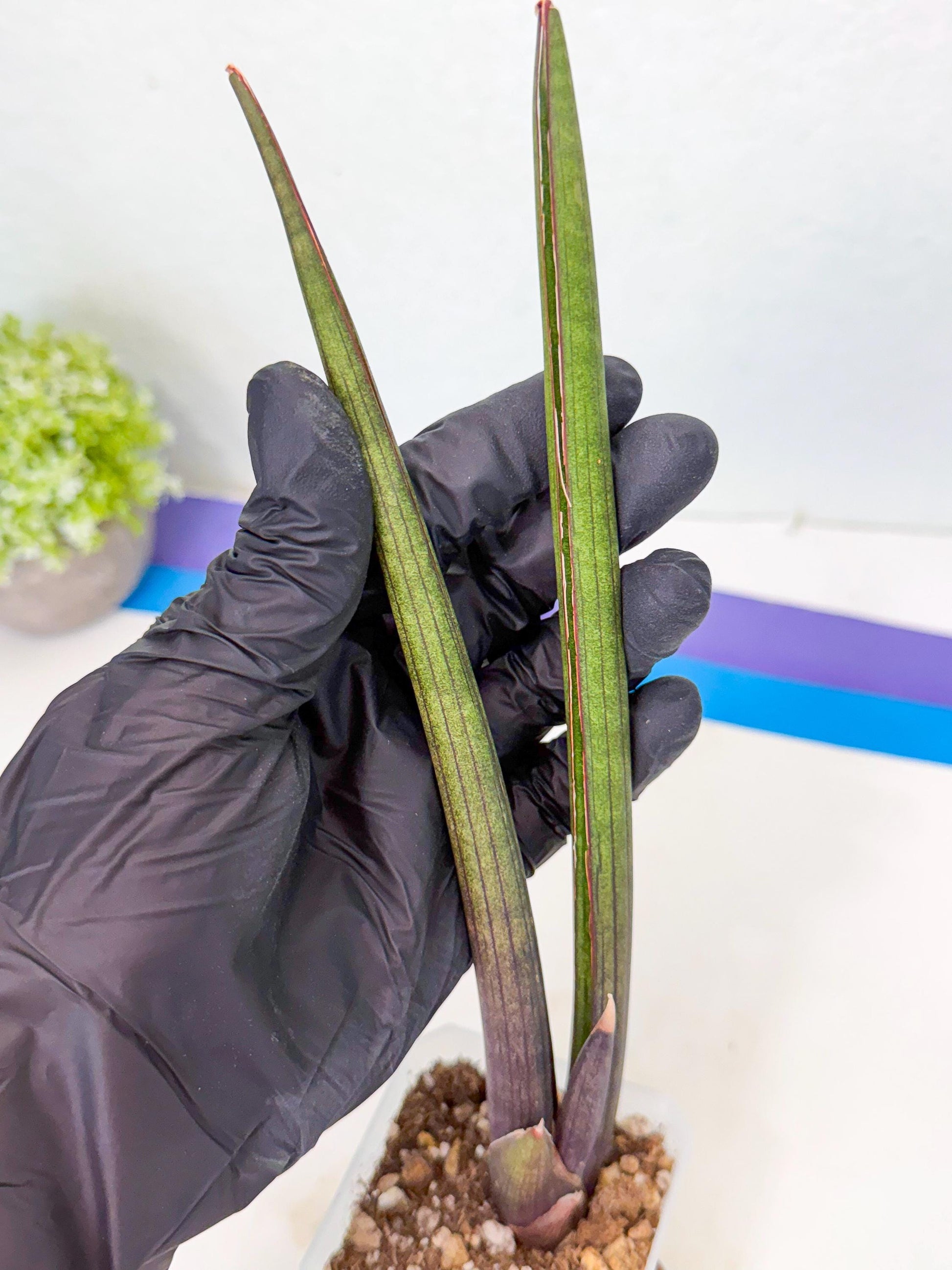 Sansevieria Pink Cell (b) | Color changes seasonally