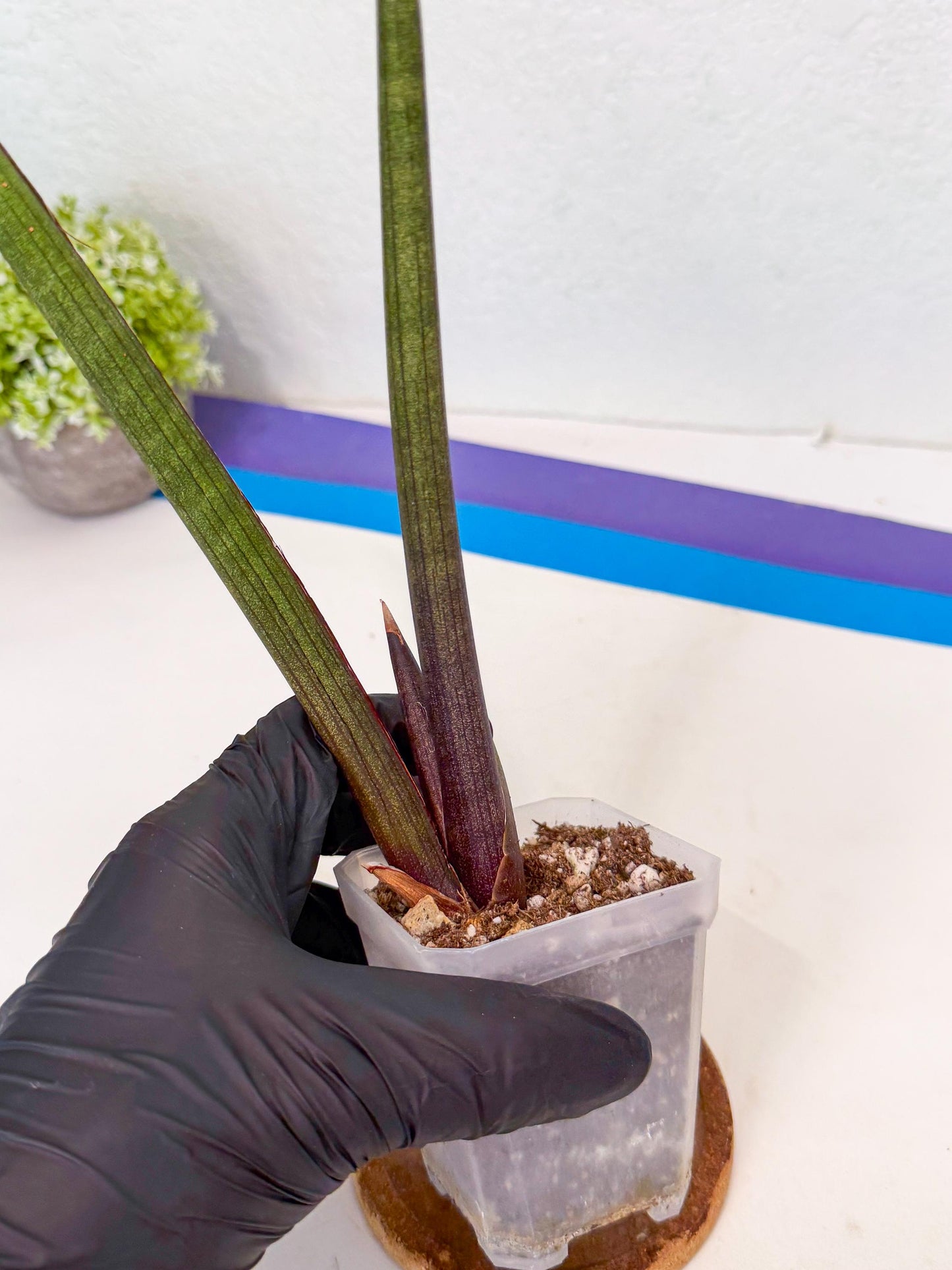 Sansevieria Pink Cell (b) | Color changes seasonally