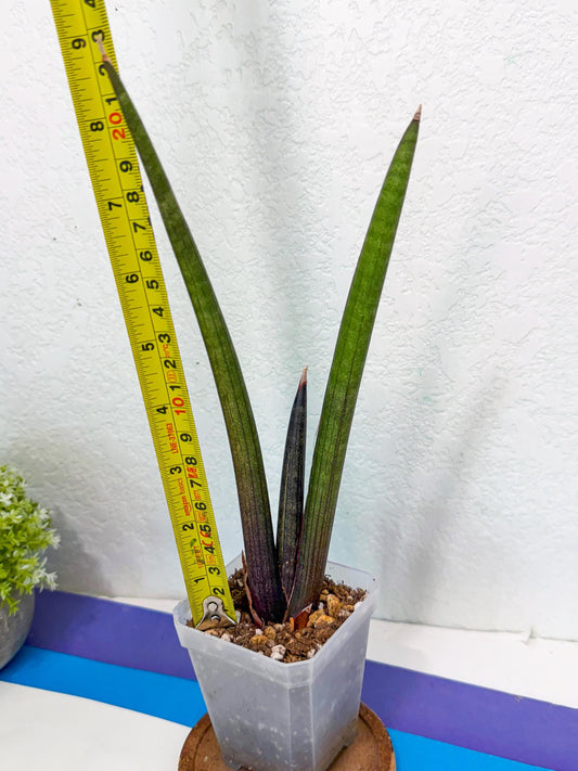 Sansevieria Pink Cell (g) | Color changes seasonally