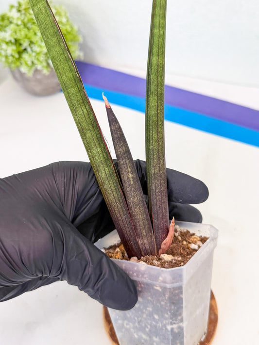 Sansevieria Pink Cell (g) | Color changes seasonally
