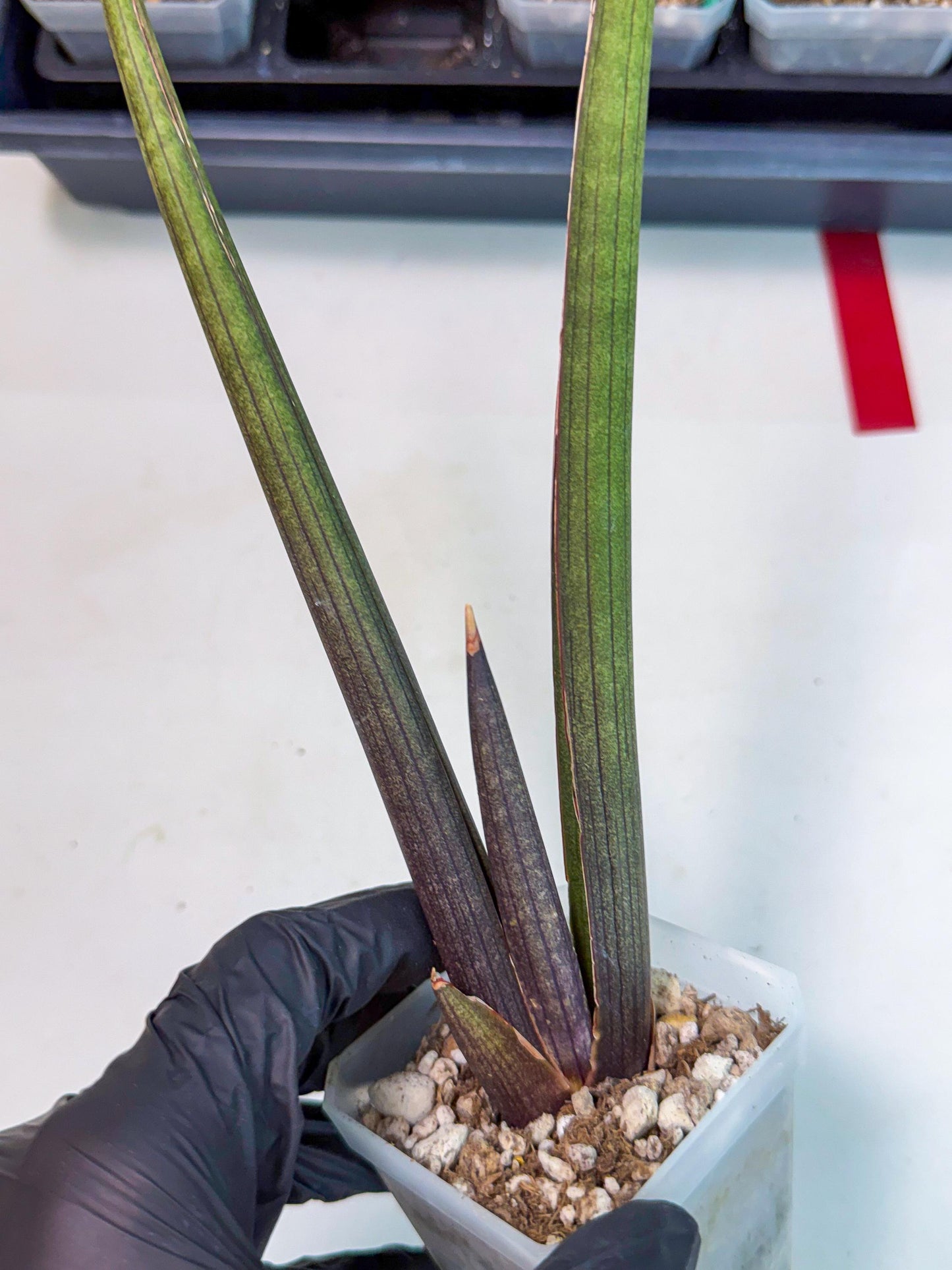 Sansevieria Pink Cell (r) | Color changes seasonally