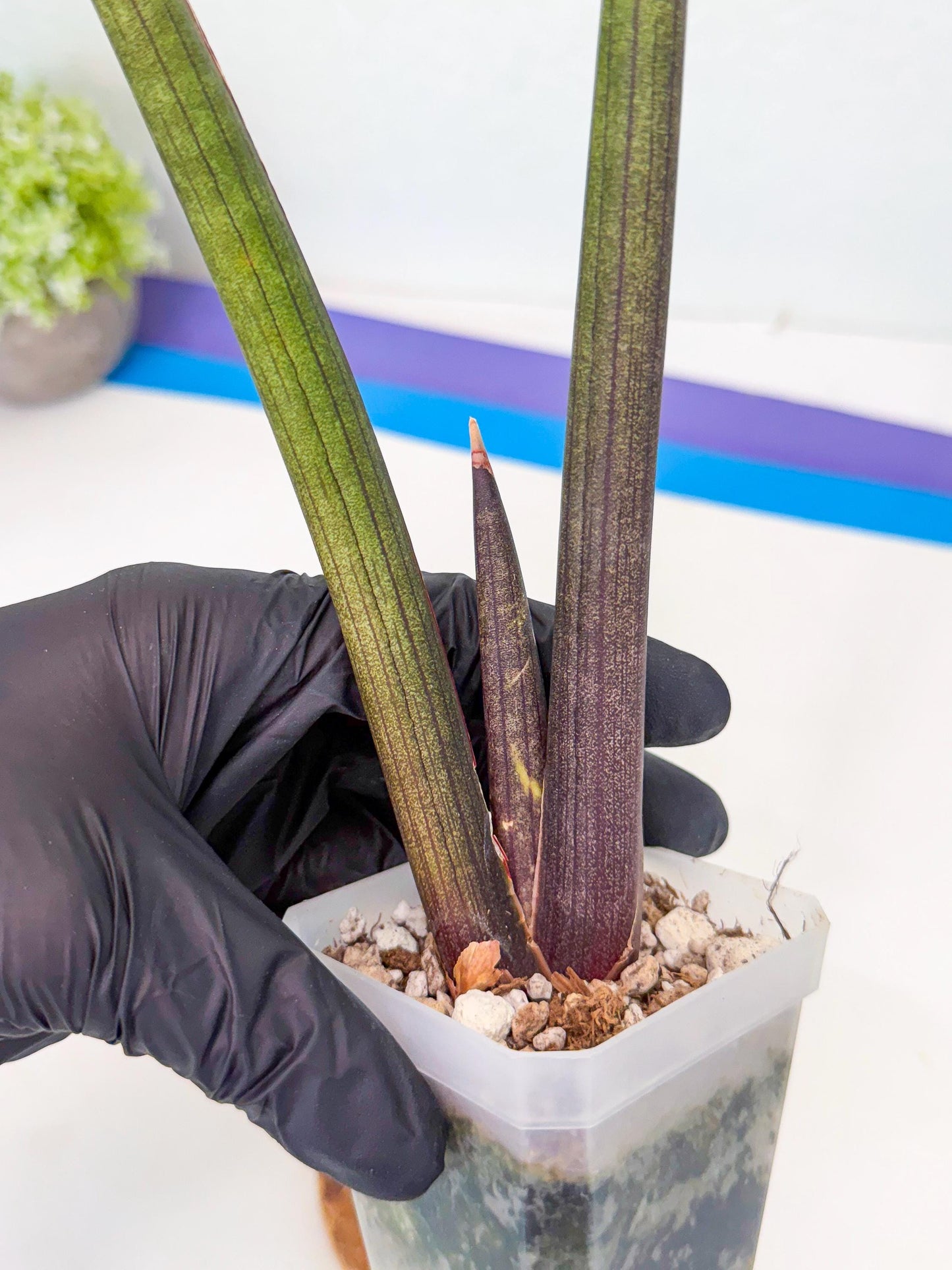 Sansevieria Pink Cell (r) | Color changes seasonally