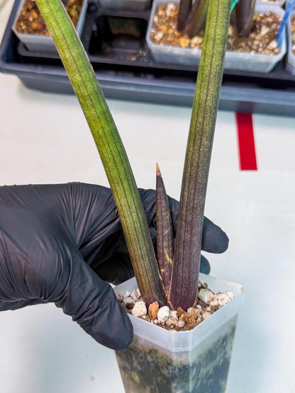 Sansevieria Pink Cell (r) | Color changes seasonally
